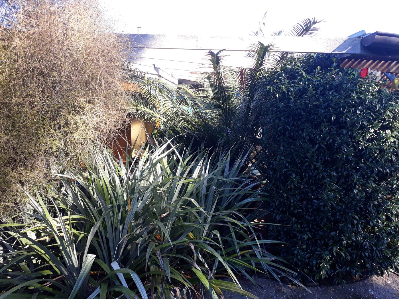 Napier contemporary estate garden by Tim Durrant Design
